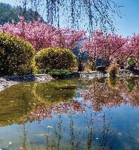 taiwan sakura