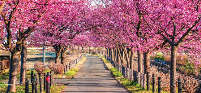 sakura japan