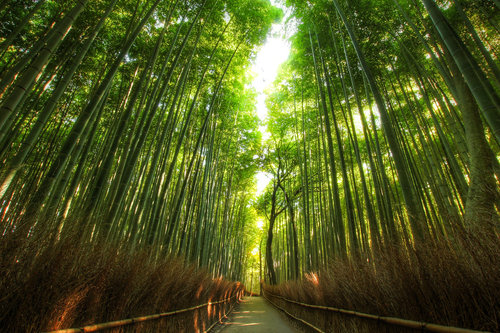 BambooGrove 1