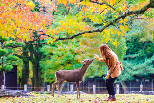 Nara Park