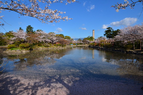 Saga Sakura
