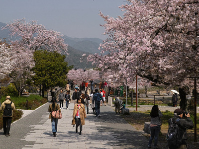 ArashiyamaSakuraIti
