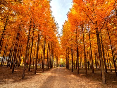 Nami Island 2 400x300