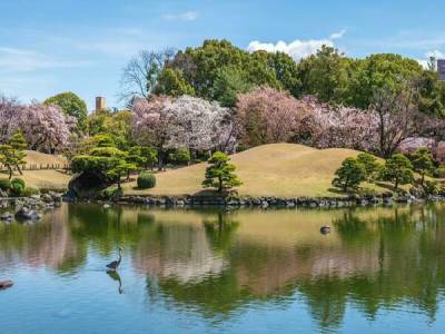 Suizenji Garden Sakura 400x300 1
