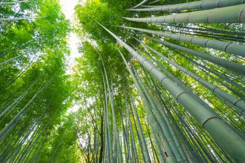 Arashiyama 500x333 1