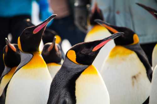 Asahiyama Zoo 500x333 1