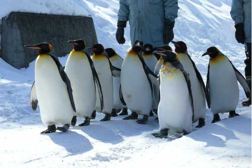 Asahiyama Zoo 500x3332 1