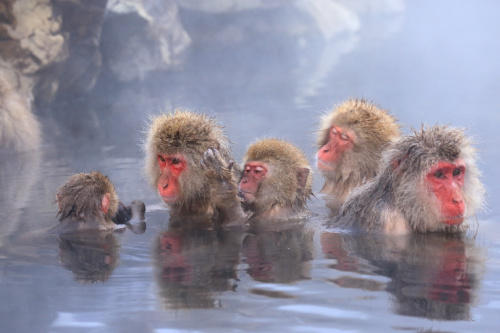 Jigokudani Monkey Park 500x333 1