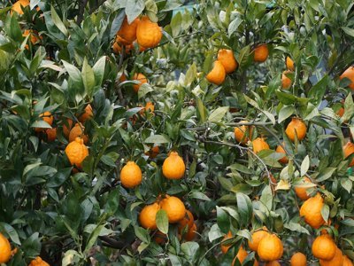 Tangerine 400x300 1