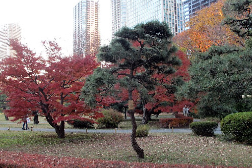 Hama Rikyu Garden Autumn 500x333 1