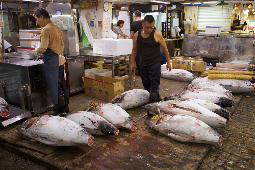 Tsukiji Fish Market 500x333 1
