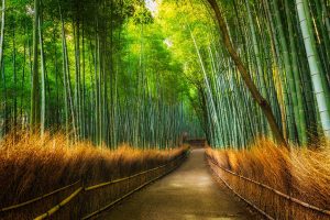 Bamboo Arashiyama 1200x800 1 Rav7zkgseqsmjwwvkwagl8cmwbii2uy9dre3kgl7tc