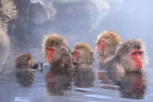 jigokudani monkey park 1200×800 Jigokudani Monkey Park 1200x800 1 Ray52gvncfatjw1f3kr2w4osos2v67sxtdnh4xn8b4