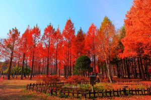 Nami Island 2 1200x800 1 R9un6i0gu4twinf3vsmwdqhlcp26y847sghvmwk15c