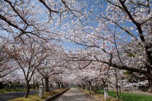 Omura Park 1200x800 1 R9xqtsu2lsy7g35sznrorz95jsftx5gmq5dgan3kr4
